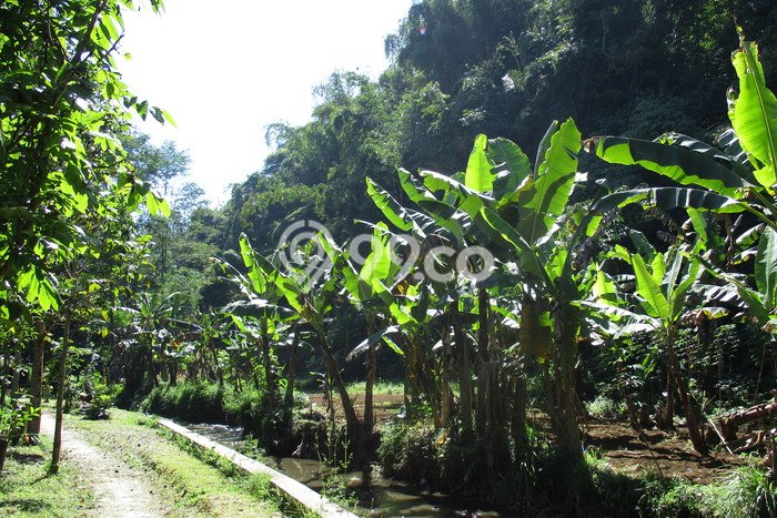 Tanah Dijual Lokasi Lembang, Bandung Barat Luas 3165m2 Legalitas Aman Tanah Dijual Lokasi Lembang, Bandung Barat Luas 3165m2 Legalitas Aman