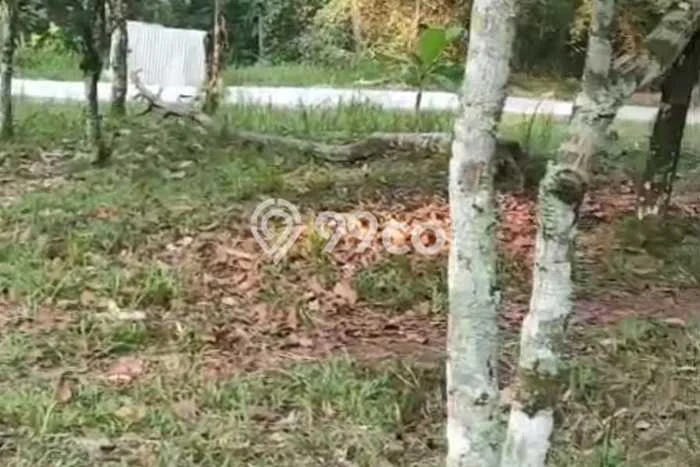 Kavling Tanah Dijual di Pandeglang, Pandeglang, Luas 6970m2 Area Strategis Kavling Tanah Dijual di Pandeglang, Pandeglang, Luas 6970m2 Area Strategis