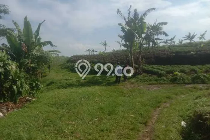 Tanah di Cibadak, Sukabumi Luas 200000m2 Dijual Segera Tanah di Cibadak, Sukabumi Luas 200000m2 Dijual Segera