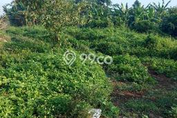 Lahan Investasi Lokasi Legok Tangerang SHM Lahan Investasi Lokasi Legok Tangerang SHM