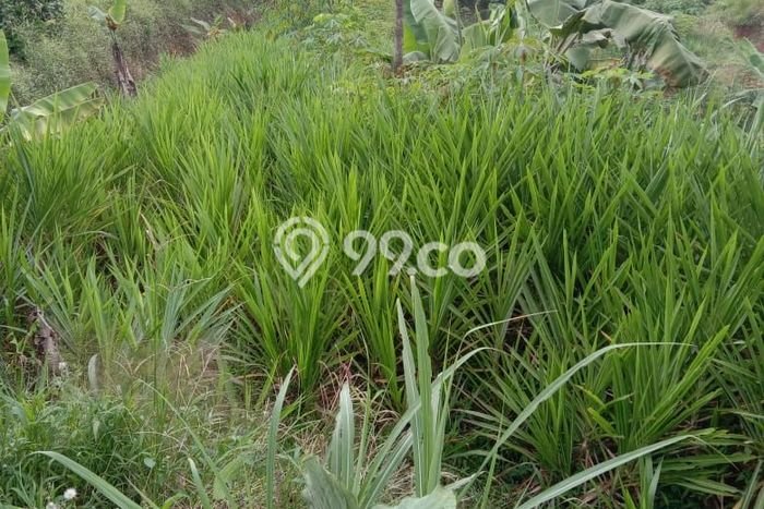 Lahan Strategis di Caringin Dijual dengan Luas 8100m2 Lahan Strategis di Caringin Dijual dengan Luas 8100m2