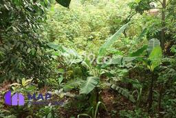 Dijual Tanah di Cileungsi Bogor Luas 4000m2 - Dijual Tanah di Cileungsi Bogor Luas 4000m2 -