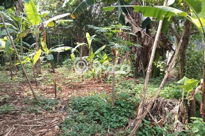 Tanah Kavling Dijual di Bogor dengan Spesifikasi 2000m2 Tanah Kavling Dijual di Bogor dengan Spesifikasi 2000m2