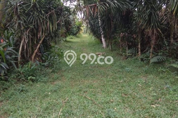 Tanah Dijual Lokasi Ranca Bungur, Bogor Luas 65000m2 Legalitas Aman Tanah Dijual Lokasi Ranca Bungur, Bogor Luas 65000m2 Legalitas Aman