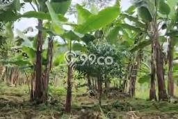 Tanah Kavling untuk Dijual di Sukapura Probolinggo 100000m2 Tanah Kavling untuk Dijual di Sukapura Probolinggo 100000m2