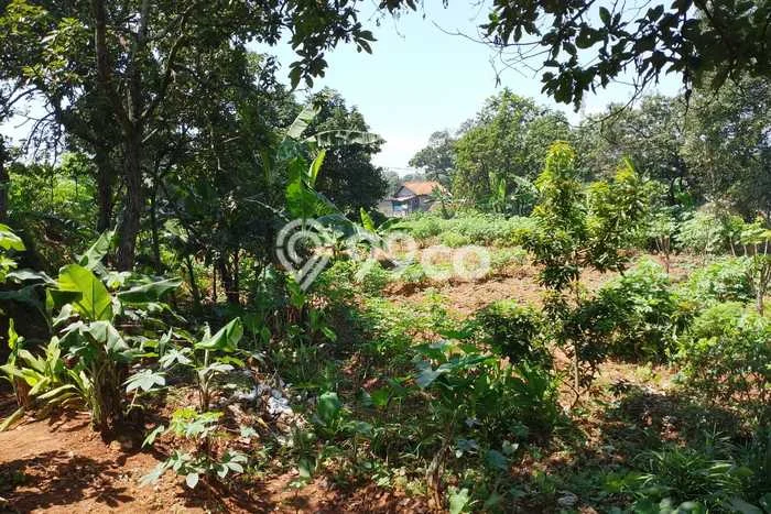 Lahan Investasi Lokasi Cileunyi Bandung SHM Lahan Investasi Lokasi Cileunyi Bandung SHM