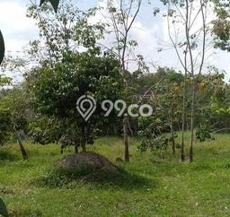 Dijual Murah Sekali Kebun Luas Lokasih Stabat Dijual Murah Sekali Kebun Luas Lokasih Stabat