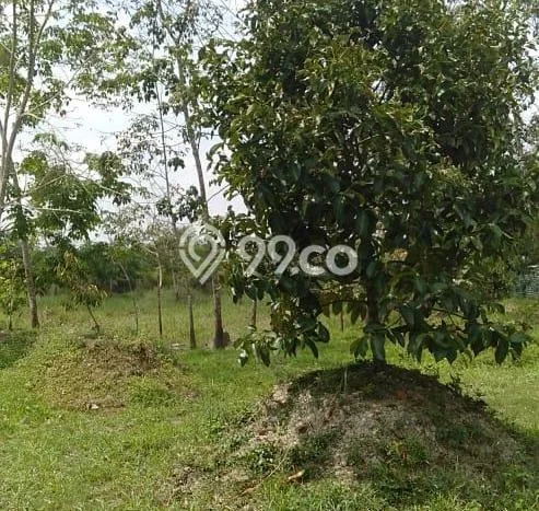 Dijual Murah Sekali Kebun Luas Lokasih Stabat Dijual Murah Sekali Kebun Luas Lokasih Stabat