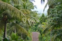 Tanah Siap Bangun Dijual di Jembrana Punya Luas 5880m2 Tanah Siap Bangun Dijual di Jembrana Punya Luas 5880m2