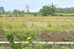 Untuk Dijual Tanah di Pringapus Semarang Luas 10299m2 - Untuk Dijual Tanah di Pringapus Semarang Luas 10299m2 -