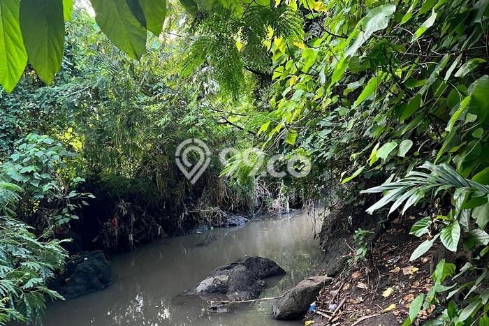 Tanah Disewakan Lokasi canggu Badung Luas 600m2 Tanah Disewakan Lokasi canggu Badung Luas 600m2