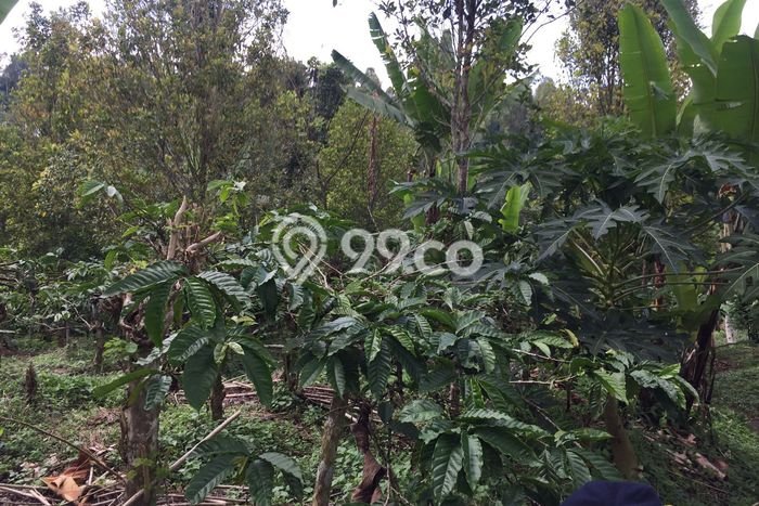 Tanah Kosong Dijual di Buleleng dengan Area 10000m2 Tanah Kosong Dijual di Buleleng dengan Area 10000m2