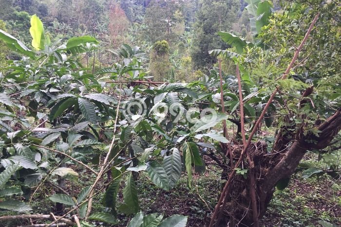 Tanah Kosong Dijual di Buleleng dengan Area 10000m2 Tanah Kosong Dijual di Buleleng dengan Area 10000m2