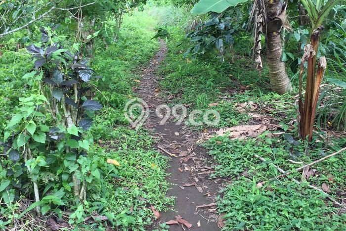 Tanah Kosong Dijual di Buleleng dengan Area 10000m2 Tanah Kosong Dijual di Buleleng dengan Area 10000m2