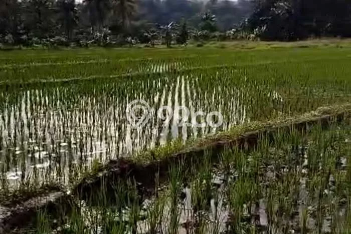 Tanah Kavling untuk Dijual di Bogor Barat Bogor 8900m2 Tanah Kavling untuk Dijual di Bogor Barat Bogor 8900m2