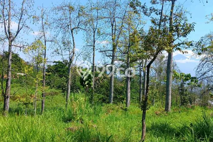 Tanah Lokasi Premium di Tutur, Luas 18690m2m², Cocok untuk Bisnis Tanah Lokasi Premium di Tutur, Luas 18690m2m², Cocok untuk Bisnis