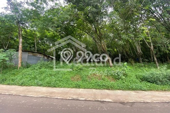 Kavling Tanah di Banyuputih Dijual Luas 33000m2 Legalitas SHM Kavling Tanah di Banyuputih Dijual Luas 33000m2 Legalitas SHM