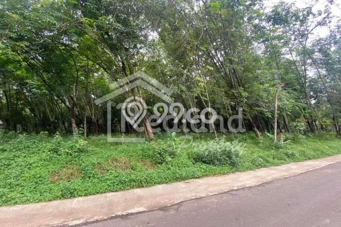 Kavling Tanah di Banyuputih Dijual Luas 33000m2 Legalitas SHM Kavling Tanah di Banyuputih Dijual Luas 33000m2 Legalitas SHM