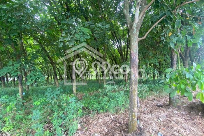 Tanah untuk Dijual di Gringsing Batang Luas 13000m2 Tanah untuk Dijual di Gringsing Batang Luas 13000m2