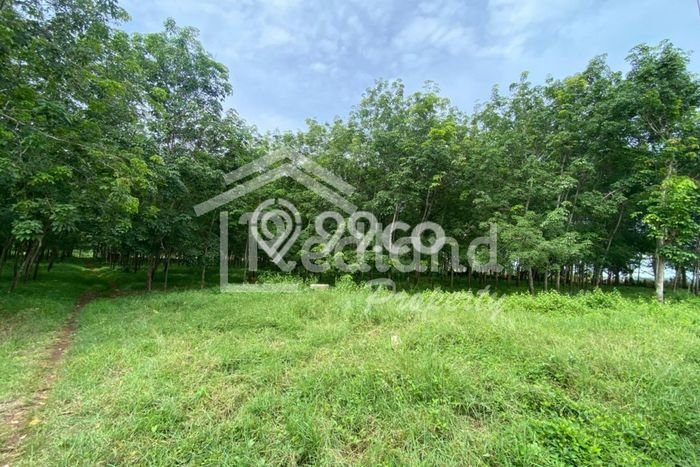 Dijual Tanah di Gringsing Batang Luas 63000m2 SHM Dijual Tanah di Gringsing Batang Luas 63000m2 SHM