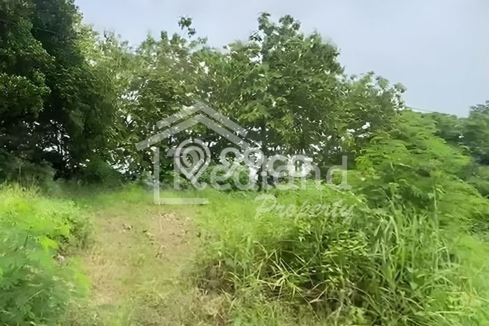 Kavling Tanah Dijual di Gringsing Batang Spesifikasi 6538m2 Kavling Tanah Dijual di Gringsing Batang Spesifikasi 6538m2