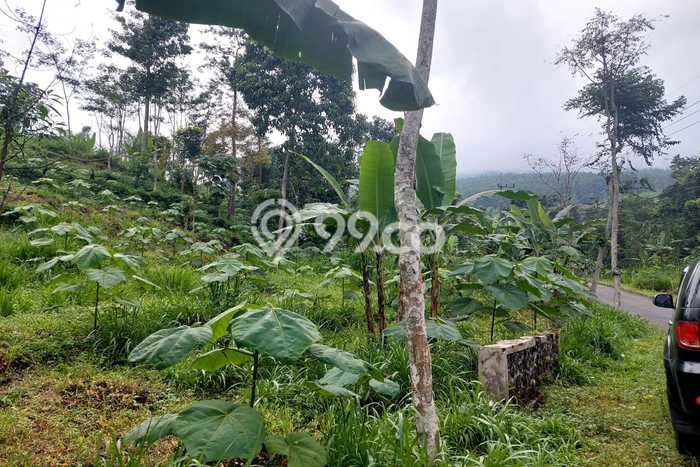 Kavling Tanah di Prigen Dijual Luas 9035m2 Legalitas SHM Kavling Tanah di Prigen Dijual Luas 9035m2 Legalitas SHM