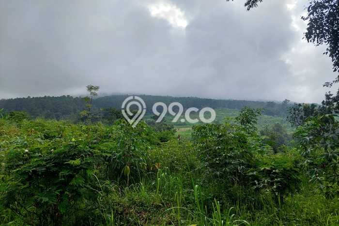 Kavling Tanah di Prigen Dijual Luas 9035m2 Legalitas SHM Kavling Tanah di Prigen Dijual Luas 9035m2 Legalitas SHM