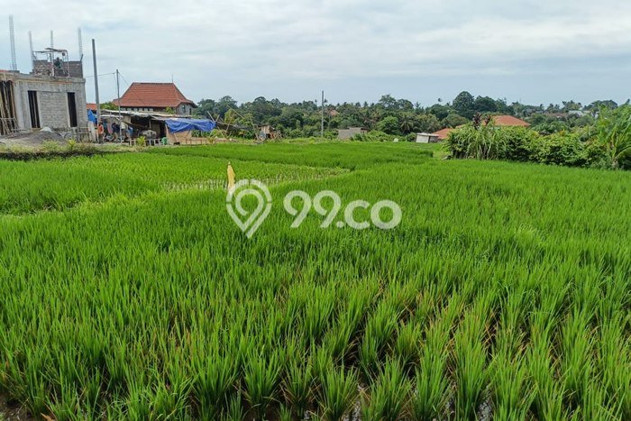 Tanah Disewa di Cemagi Strategis dan Memiliki Luas 500m2 Tanah Disewa di Cemagi Strategis dan Memiliki Luas 500m2