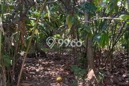 Disewakan Segera Tanah di Ubud Luas 1900m2 Area Potensial Disewakan Segera Tanah di Ubud Luas 1900m2 Area Potensial