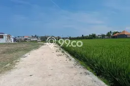 Jarang Ada! Tanah Kavling Disewakan di Badung 1200m2 Jarang Ada! Tanah Kavling Disewakan di Badung 1200m2