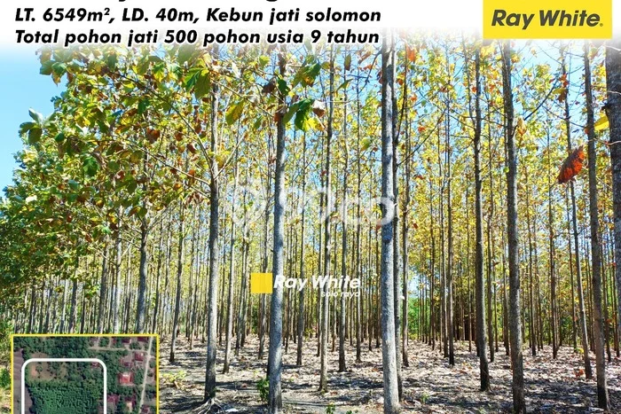 Tanah untuk Dijual di Giriwoyo Wonogiri Luas 6549m2 Tanah untuk Dijual di Giriwoyo Wonogiri Luas 6549m2