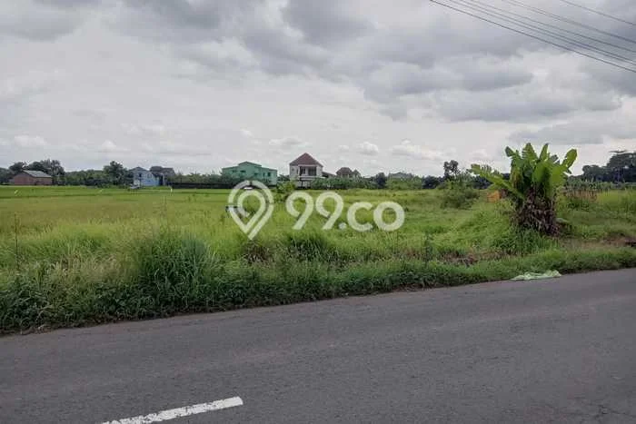 Jarang Ada! Tanah di Wonosari Punya Luas 2413m2 SHM Jarang Ada! Tanah di Wonosari Punya Luas 2413m2 SHM