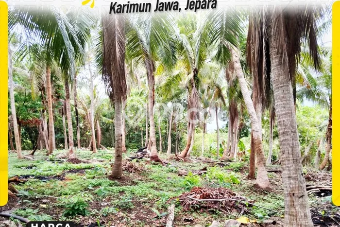 Lahan Investasi Lokasi Karimunjawa Jepara SHM Lahan Investasi Lokasi Karimunjawa Jepara SHM