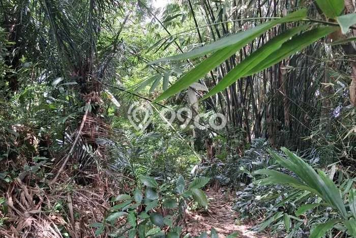 Tanah untuk Disewa di Gianyar Luas 2300m2 Tanah untuk Disewa di Gianyar Luas 2300m2