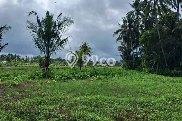 Tanah Siap Pakai Disewakan di Ubud, Gianyar, Luas 3000m2 Tanah Siap Pakai Disewakan di Ubud, Gianyar, Luas 3000m2