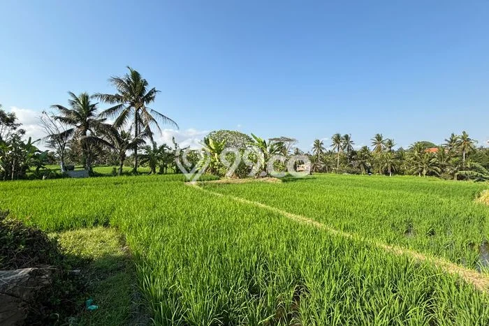 Disewakan Tanah Kawasan Ubud, Luas 1500m², Akses Bagus Disewakan Tanah Kawasan Ubud, Luas 1500m², Akses Bagus