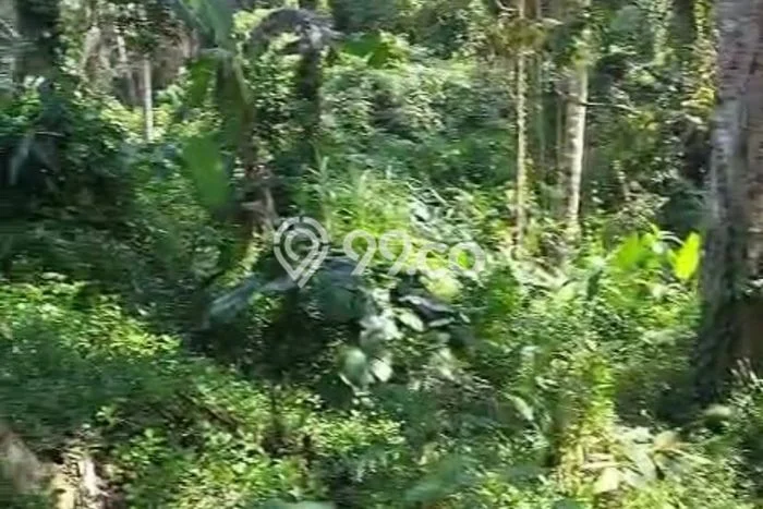 Tanah Strategis Kawasan Ubud, Luas 2500m2m², Cocok untuk Bisnis, Disewakan Tanah Strategis Kawasan Ubud, Luas 2500m2m², Cocok untuk Bisnis, Disewakan