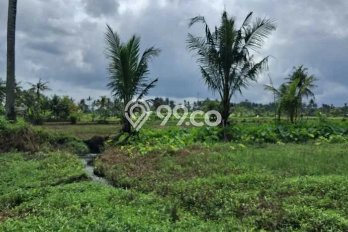 Tanah Siap Pakai Disewakan di Ubud, Gianyar, Luas 3000m2 Tanah Siap Pakai Disewakan di Ubud, Gianyar, Luas 3000m2