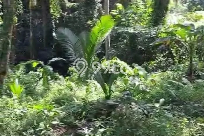 Tanah Strategis Kawasan Ubud, Luas 2500m2m², Cocok untuk Bisnis, Disewakan Tanah Strategis Kawasan Ubud, Luas 2500m2m², Cocok untuk Bisnis, Disewakan