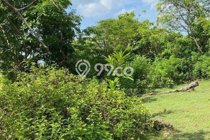 Jarang Ada! Tanah Kavling Disewakan di Badung 1500m2 Jarang Ada! Tanah Kavling Disewakan di Badung 1500m2