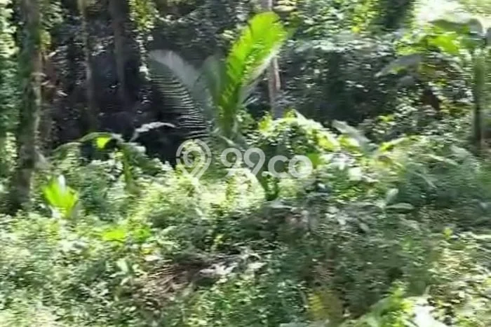 Tanah Strategis Kawasan Ubud, Luas 2500m2m², Cocok untuk Bisnis, Disewakan Tanah Strategis Kawasan Ubud, Luas 2500m2m², Cocok untuk Bisnis, Disewakan