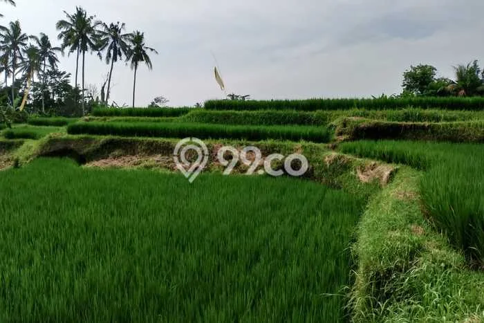 Tanah Disewakan Lokasi Gianyar Seluas 1100m2 Strategis dan Aman Tanah Disewakan Lokasi Gianyar Seluas 1100m2 Strategis dan Aman