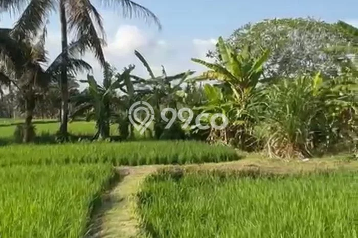 Disewakan Tanah Kawasan Ubud, Luas 1500m², Akses Bagus Disewakan Tanah Kawasan Ubud, Luas 1500m², Akses Bagus