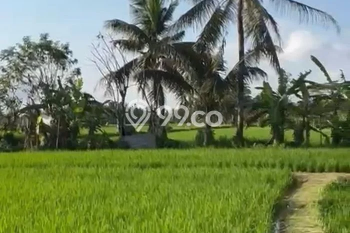 Disewakan Tanah Kawasan Ubud, Luas 1500m², Akses Bagus Disewakan Tanah Kawasan Ubud, Luas 1500m², Akses Bagus