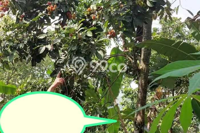 Kavling Tanah di Cipatat Dijual Luas 4416m2 Legalitas SHM Kavling Tanah di Cipatat Dijual Luas 4416m2 Legalitas SHM