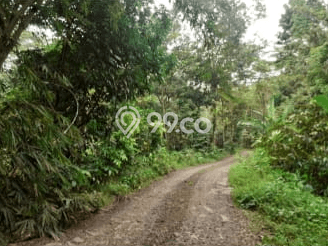Untuk Dijual Tanah di Gringsing Batang Luas 90000m2 - Untuk Dijual Tanah di Gringsing Batang Luas 90000m2 -