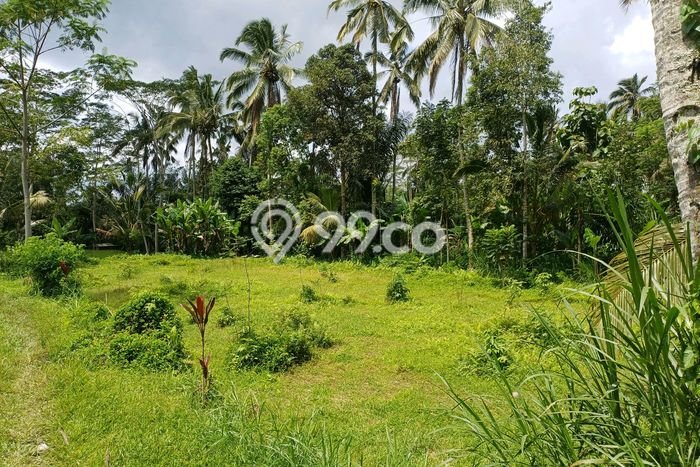Kavling Tanah untuk Dijual di Pupuan, Gianyar, Luas 4300m2 Kavling Tanah untuk Dijual di Pupuan, Gianyar, Luas 4300m2