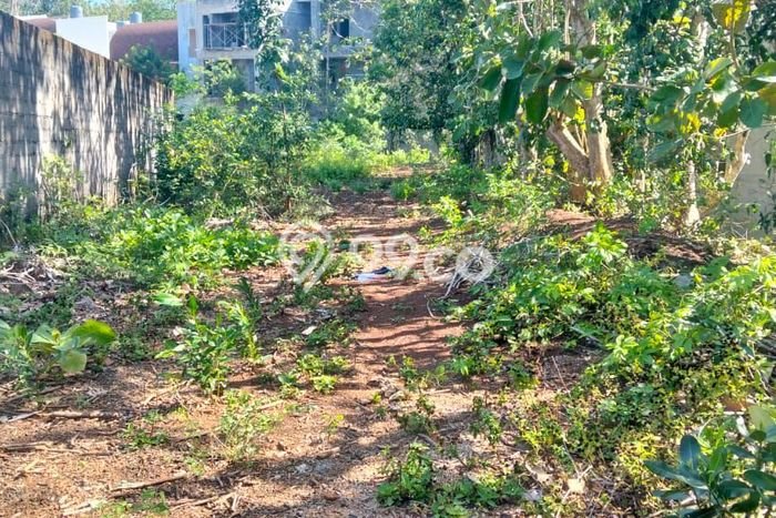 Tanah Disewa di Canggu Strategis dan Memiliki Luas 1000m2 Tanah Disewa di Canggu Strategis dan Memiliki Luas 1000m2