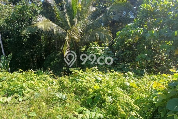 Kavling Tanah di Tampaksiring Dijual Luas 369m2 Legalitas SHM Kavling Tanah di Tampaksiring Dijual Luas 369m2 Legalitas SHM