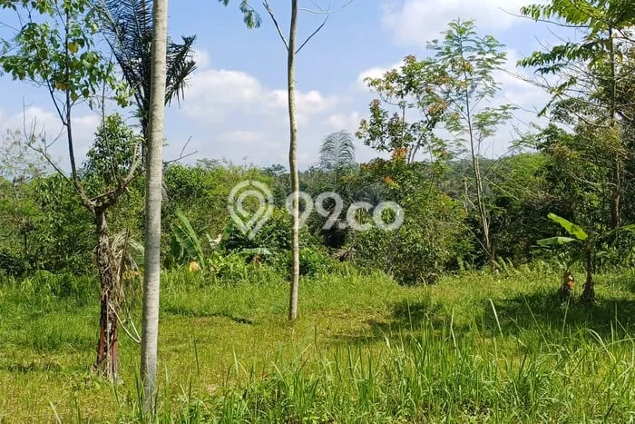 Lahan Strategis di Tampaksiring Dijual dengan Luas 10500m2 Lahan Strategis di Tampaksiring Dijual dengan Luas 10500m2